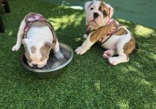 English bulldog FOR REHOME (ella.mayagodfirst.100@gmail.com)