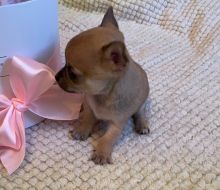 hfdrdfh Smooth Coat Tiny Chihuahua hfrseg v