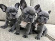 hgfytyt Quality bred Blue French Bulldogs jgghgh