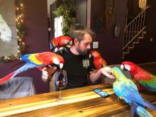 Macaw Parrots available