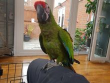 Military Macaws for adoption