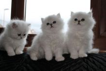 Persian kittens for adoption