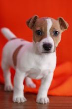 Potty trained Jack russel terrier puppies,