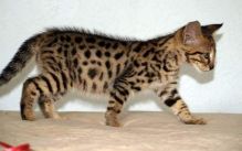 Savannah kittens available