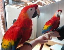 Scarlet Macaw parrots