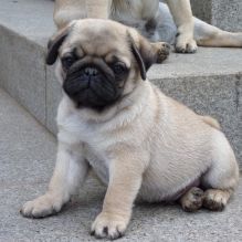 sfrd ftyui Beautiful Pug Puppies cmgxy