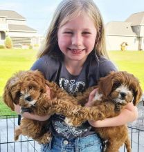 sweet caVApoo puppies for adoption (ella.mayagodfirst.100@gmail.com)