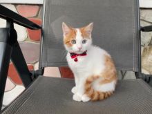 Turkish Angora kittens