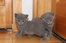 Well Train Russian Blue Kittens