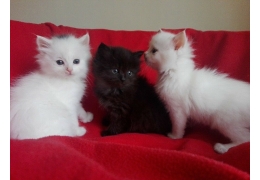 4 lovely Siberian kittens available to permanent caring homes. Image eClassifieds4u
