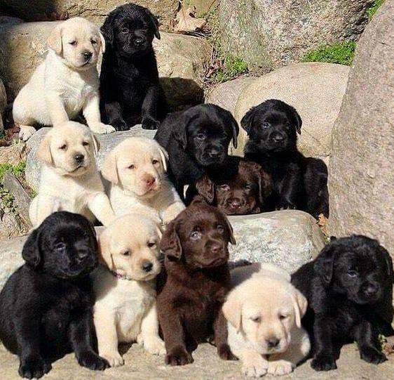awesome Labrador Retriever puppies puppies Image eClassifieds4u
