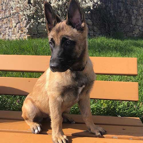 Belgian Malinois puppies Image eClassifieds4u