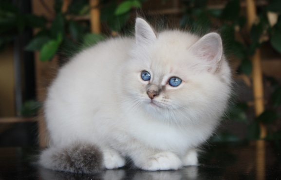 Birman kittens for adoption Image eClassifieds4u