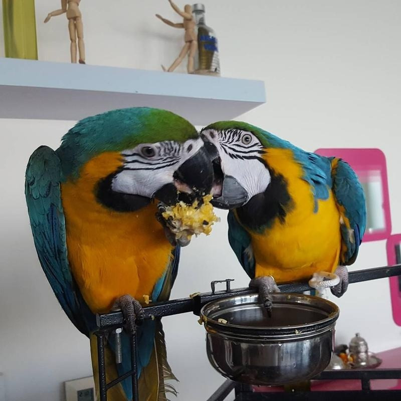 Blue and Gold Macaws ready Image eClassifieds4u