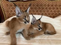 Caracat kittens ready Image eClassifieds4u