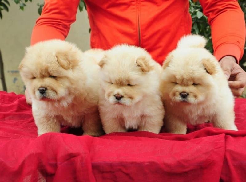 Chow Chow puppies Image eClassifieds4u