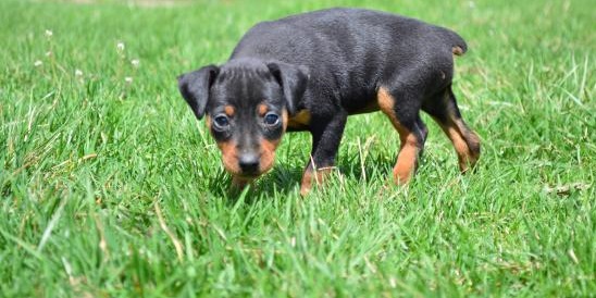 🟥🍁🟥 CKC MINIATURE PINSCHER PUPPIES 💗🟥🍁🟥 Image eClassifieds4u