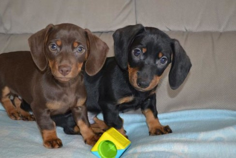 Dachshund puppies Image eClassifieds4u