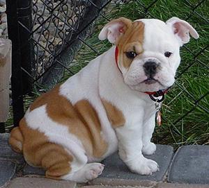 English Bulldog Puppies Image eClassifieds4u