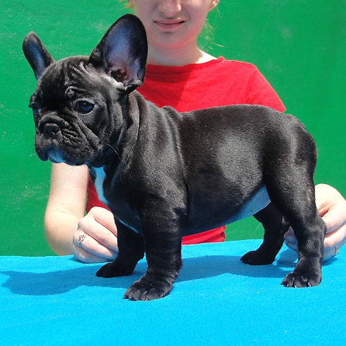 French Bulldog Puppies Image eClassifieds4u