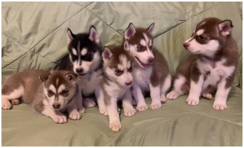 gxdfg Siberian Husky Puppies cjgdhh Image eClassifieds4u