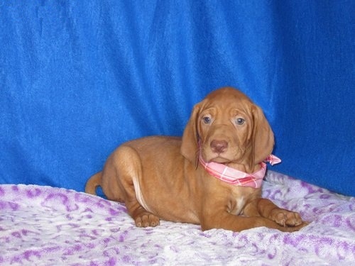 Hercules.spitz for sale Image eClassifieds4u