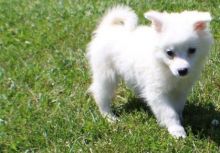 🟥🍁🟥 CKC American Eskimo PUPPIES 💗🟥🍁🟥 Image eClassifieds4u 1