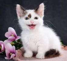 Gorgeous Munchkin kittens Image eClassifieds4u 1