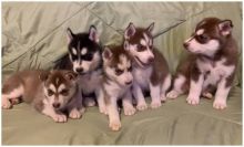 gxdfg Siberian Husky Puppies cjgdhh Image eClassifieds4U