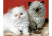 Himalayan kittens Image eClassifieds4U