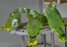 I have a pair of Amazon parrots ready for a new home. Image eClassifieds4U