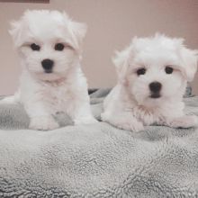 maltese FOR REHOMING Image eClassifieds4U