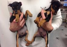 Miniature Pinscher puppies Image eClassifieds4U