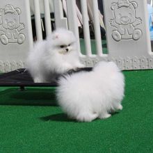 Pomeraian puppies Image eClassifieds4u 3