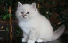 Quality Birman kitten Image eClassifieds4U