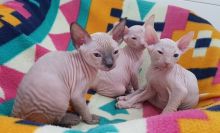 Sphynx Kittens available Image eClassifieds4U