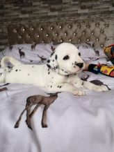 v vdvdf Dalmatian fhytg Image eClassifieds4U