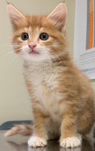 Maine Coon kittens Image eClassifieds4u