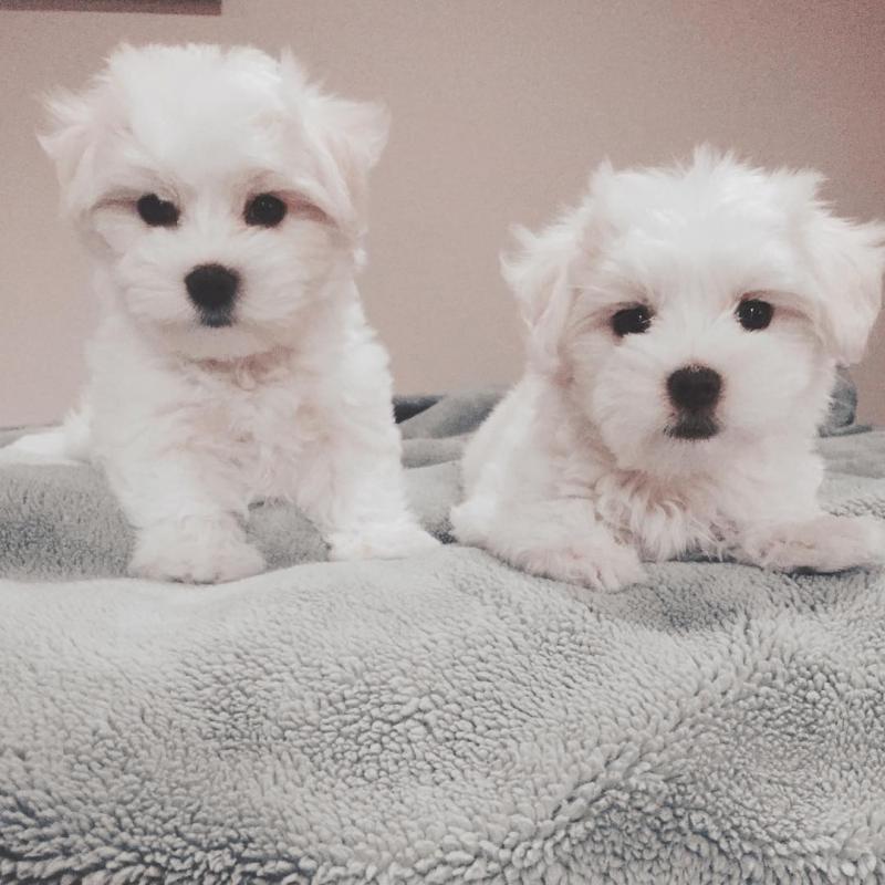 maltese FOR REHOMING Image eClassifieds4u