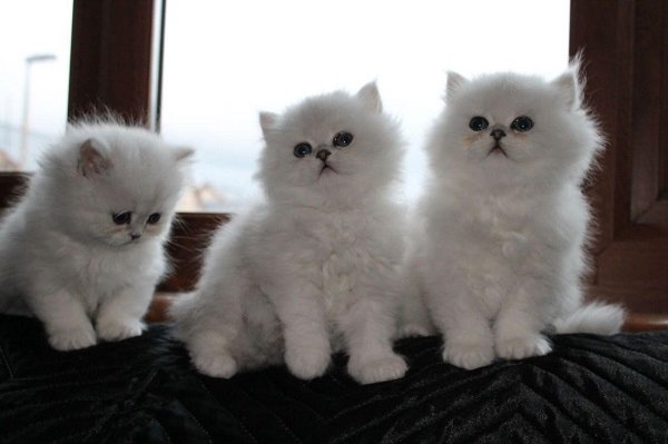 Persian kittens for adoption Image eClassifieds4u