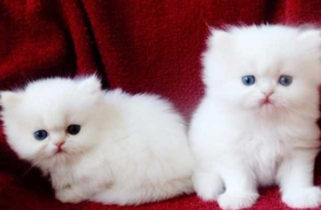 Persian kittens for adoption Image eClassifieds4u