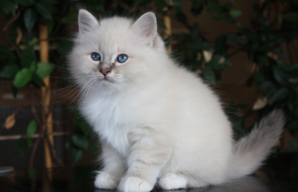 Quality Birman kitten Image eClassifieds4u