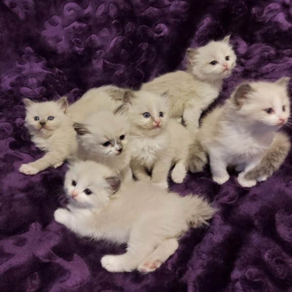 Ragdoll kittens available to go home now! Image eClassifieds4u