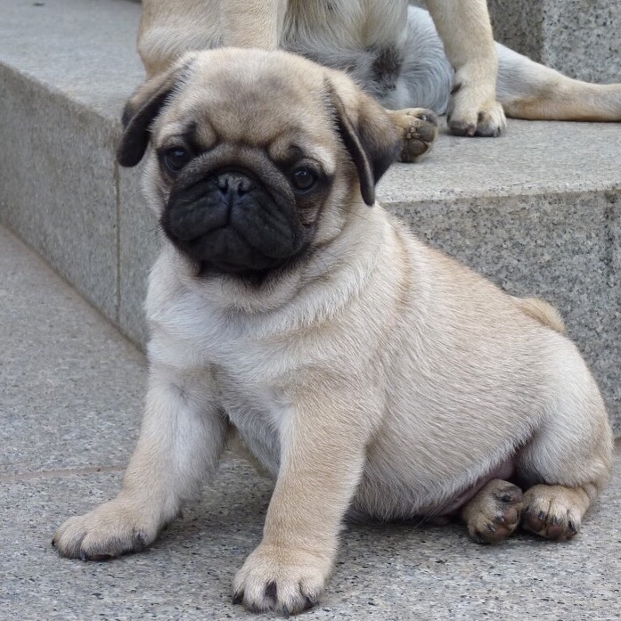 sfrd ftyui Beautiful Pug Puppies cmgxy Image eClassifieds4u