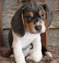 Charming Beagle puppies