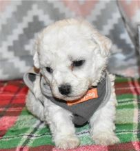 Cute Bichon Frise Puppies