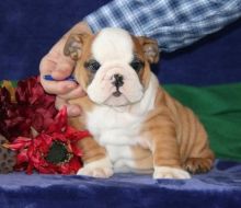 English bulldog puppies Males and Females