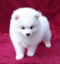 KC Pomeranian puppies