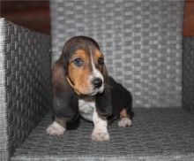 male and female Basset Hound Puppies