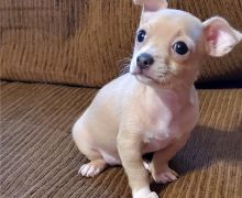 Male and Female Chihuahua puppies